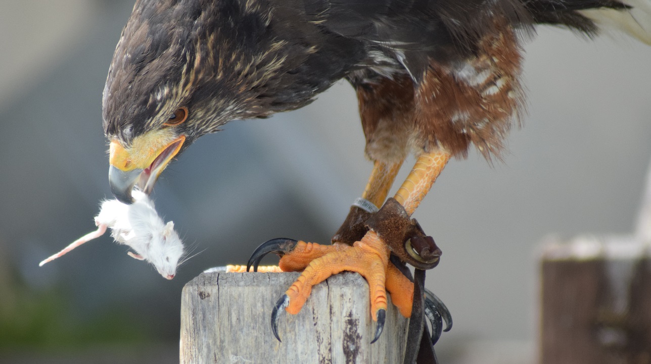 Sally taking lunch.